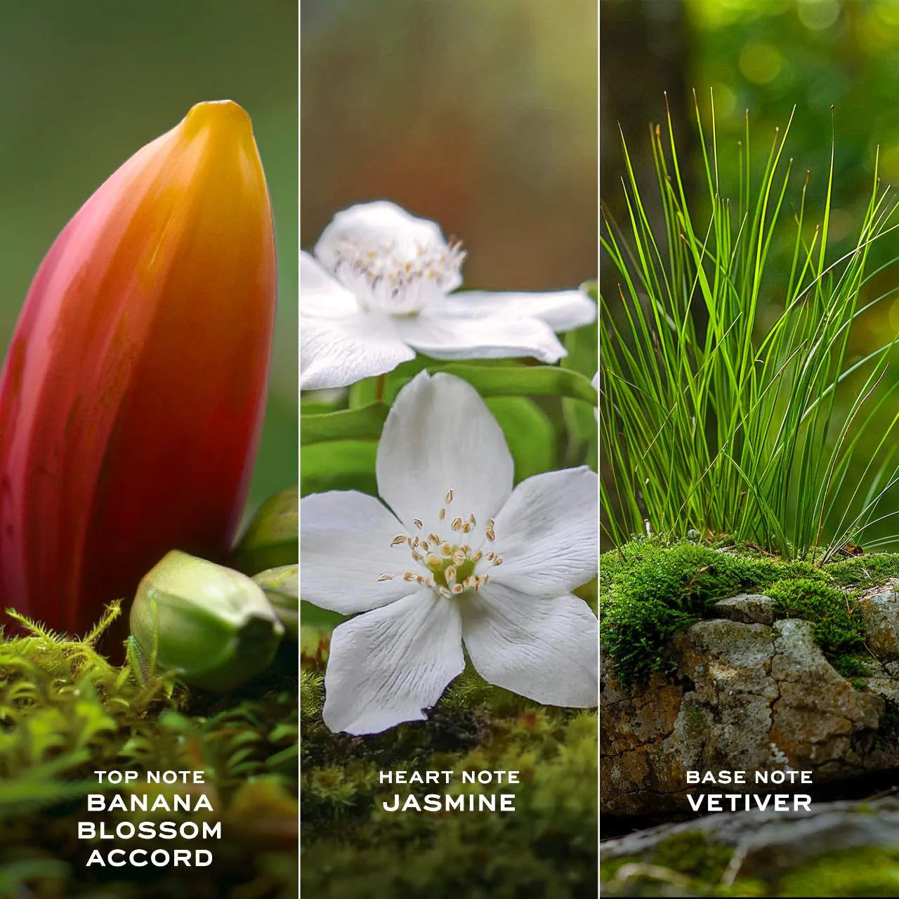 Daisy Wild Eau De Parfum